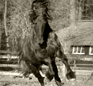 Fries paard